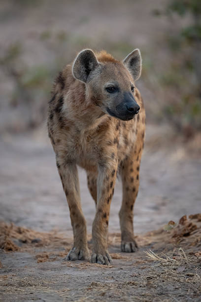 istock Spotted hyena stands looking askance at camera 2236226347