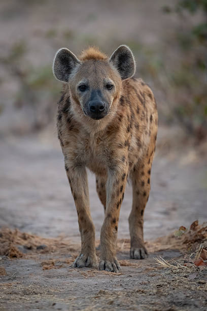 istock Spotted hyena stands among bushes watching camera 2236226349