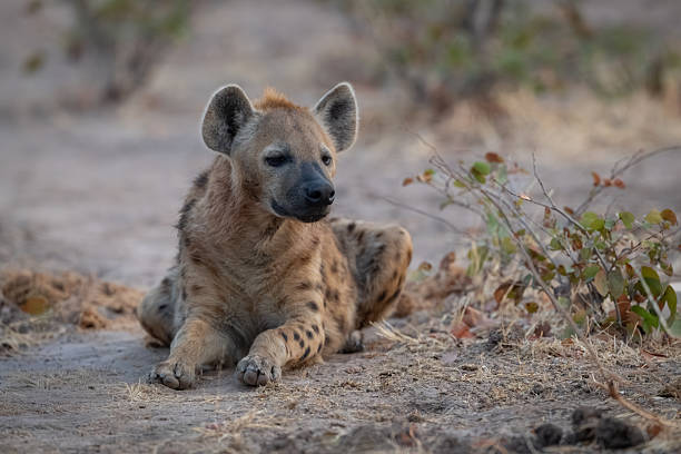 istock Spotted hyena lies among bushes turning head 2236226376