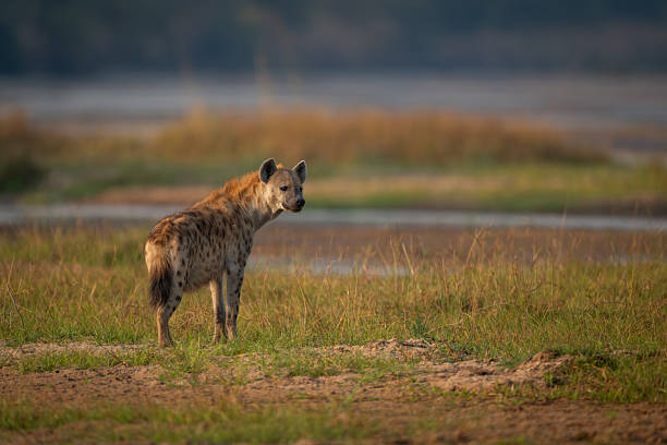 istock Spotted hyena stands turning head on riverbank 2236226412