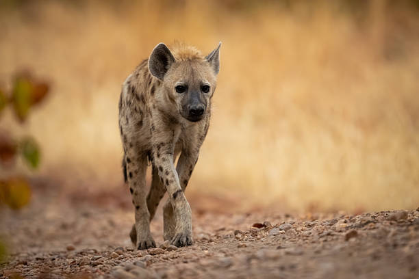 istock Spotted hyena walking over track towards camera 2236226551