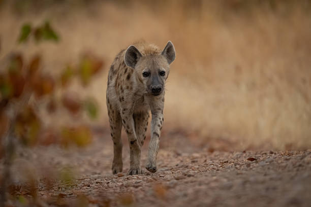 istock Spotted hyena walks over track towards camera 2236226587