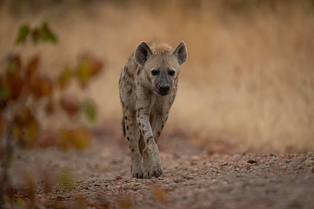 istock Spotted hyena walks on track toward camera 2236226628