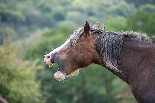 istock Chestnut Welsh Cob standing in a green meadow 2236227827