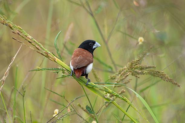 istock Black-headed munia in natural habitat. 2236229710