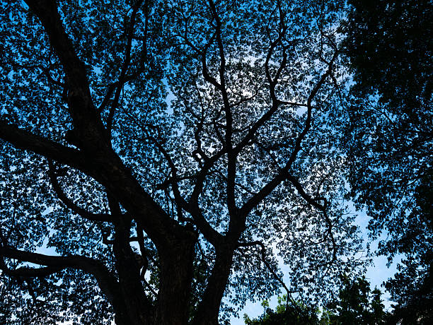 Low Angle View of Majestic Tree Canopy Silhouette Against Blue Sky - Natural Forest Background.