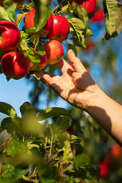 istock Organic red apples in an apple orchard 2236231121