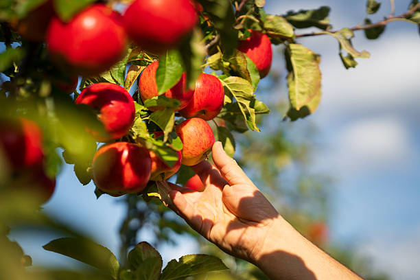 istock Organic red apples in an apple orchard 2236231135
