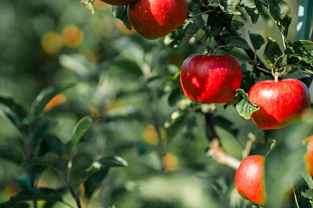 istock Organic red apples in an apple orchard 2236231187