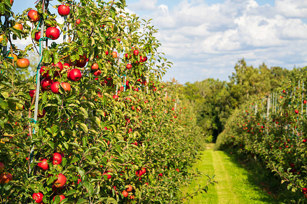 istock Organic red apples in an apple orchard 2236231189