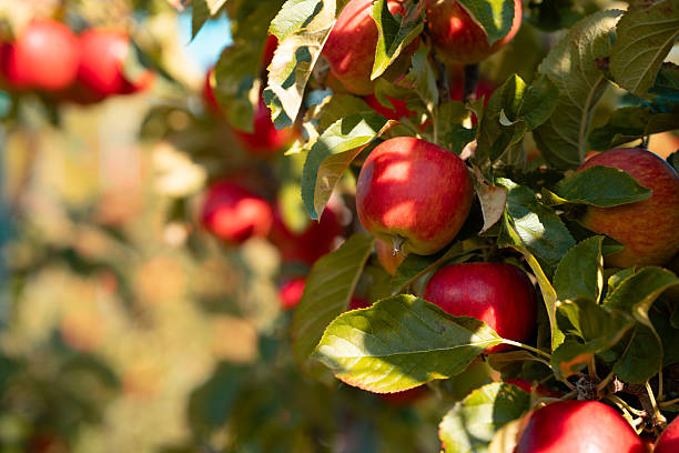 istock Organic red apples in an apple orchard 2236231866