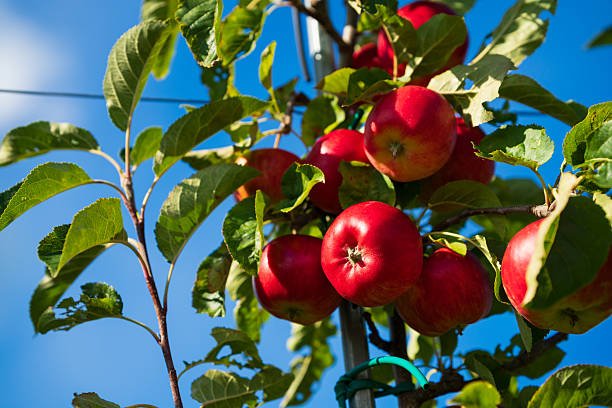 Organic red apples in an apple orchard