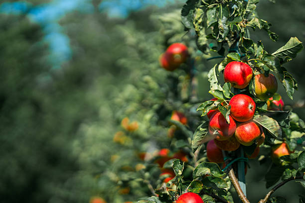 istock Organic red apples in an apple orchard 2236231920