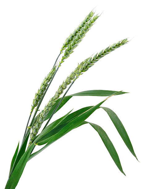 istock Green wheat ears with leaves isolated on white background 2236233461