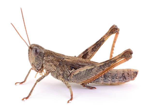 istock Grasshopper isolated on white background close up 2236233474