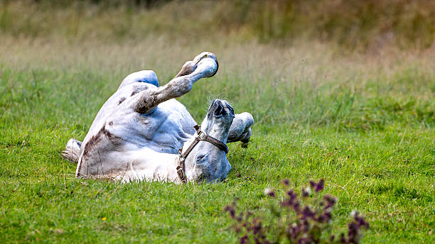 Part of a series at the horse ranch: White horse is running freely in ranch.