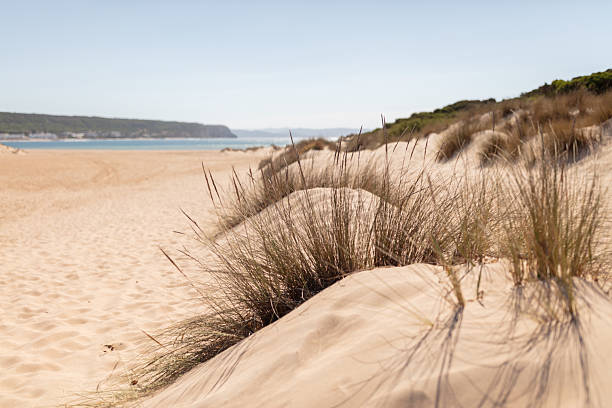 istock Los Canos de Meca, Tarifa, Andalusia, Spain. 1 September 2025. Beach umbrellas on sandy shore 2236234879