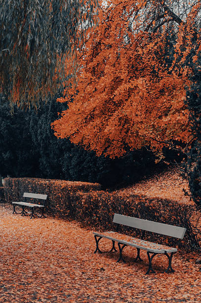 istock Empty benches under autumn trees in Warsaw, Poland 2236235554
