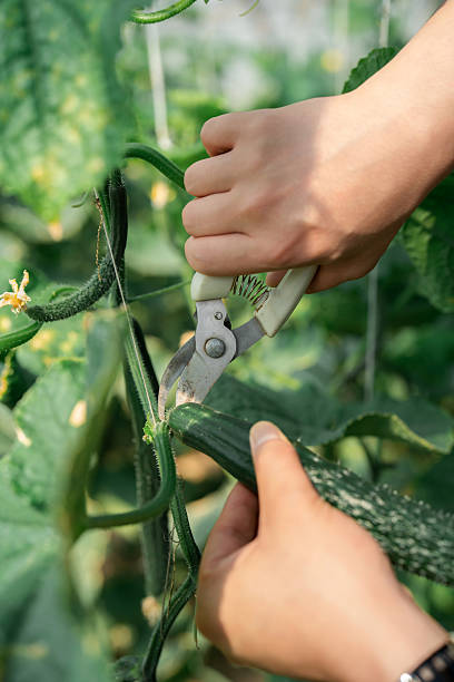 Asian farmer working in agricultural greenhouse