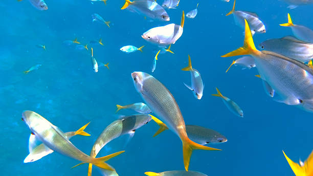 istock Snorkeling with Fish in Palau 2236236766
