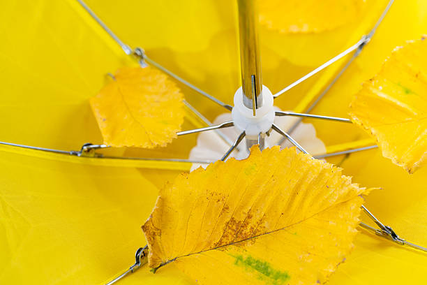 istock autumn leaves with umbrella 2236237550