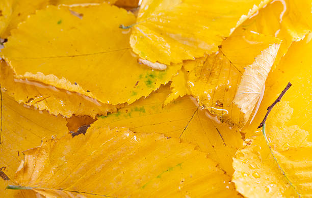 istock autumn yellow linden leaves 2236237754