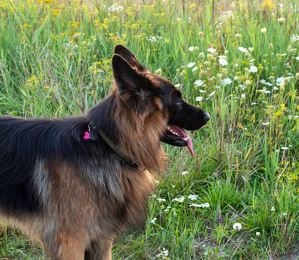 Portrait of a German shepherd with long fur standing in tall grass with wildflowers. Loyal working dog enjoying nature, captured in natural light and rural landscape