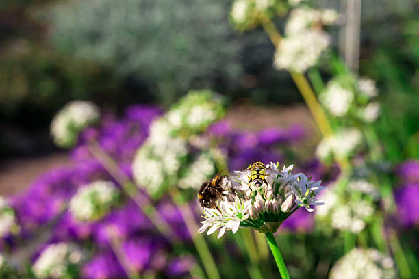 Allium on a blurred background. colorful plant photo