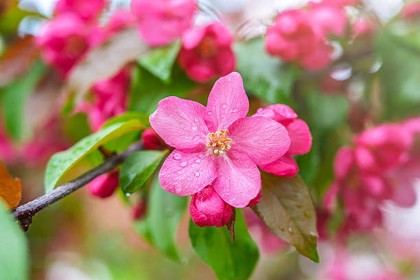 istock Fresh pink flowers of a blossoming apple tree with blured background 2236240038
