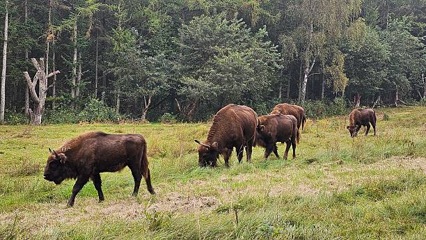 istock European Bison in the Cuxhaven Coastal Heath 2236244824