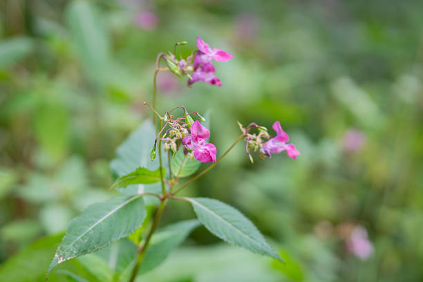 Glandular touch-me-not, also Himalayan balsam (Impatiens glandulifera) touch-me-not or red touch-me-not. The pink flowers and green seed pods of a Himalayan balsam or Impatiens glandulifera plant.