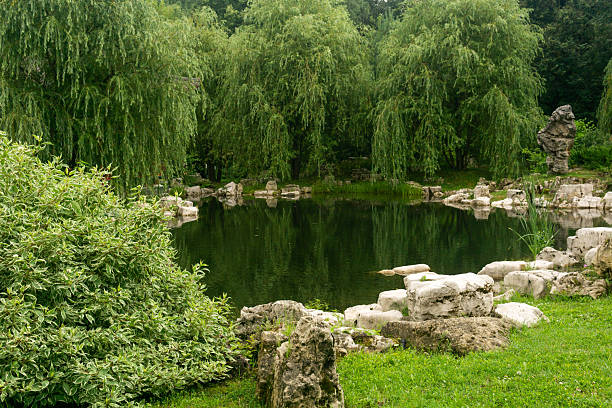 pond with stone banks and willows in a Chinese garden