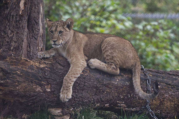 Portrait of an Asiatic lion cub.