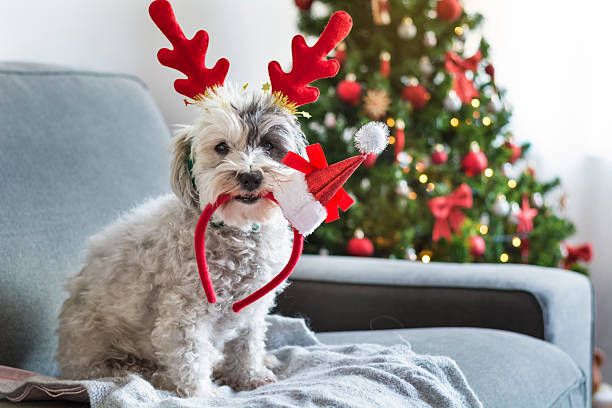 istock Havanese dog with  celebrating Christmas at home 2236246233