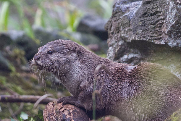 istock Asian short clawed otter, Whipsnade Zoo, UK 2236246822