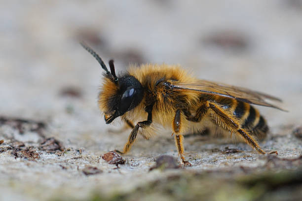 istock Closeup on a female Yellow legged mining bee, Andrena flavipes 2236247630