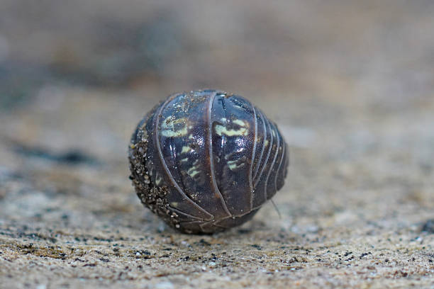 istock Pill bug curled into a tight ball, showcasing its segmented armor and defensive posture in its natural outdoor habitat. 2236248422