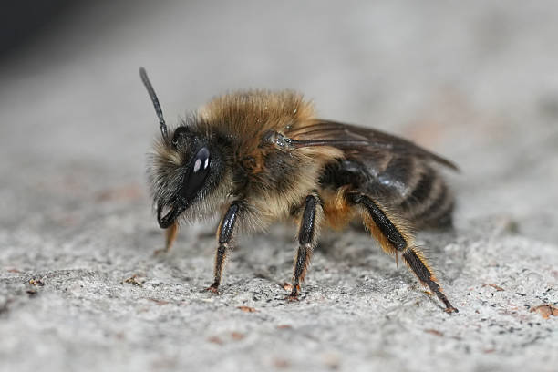 istock Close-Up of a Bee on Textured Surface 2236248715