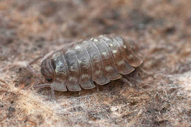 istock Close-up of a woodlouse, a terrestrial crustacean, featuring segmented armor, antennae, and multiple legs on a textured surface. 2236249110