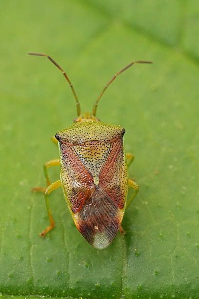 istock Detailed close-up of a colorful Elasmostethus interstinctusa birch shield bug resting on vibrant green leaf 2236249923