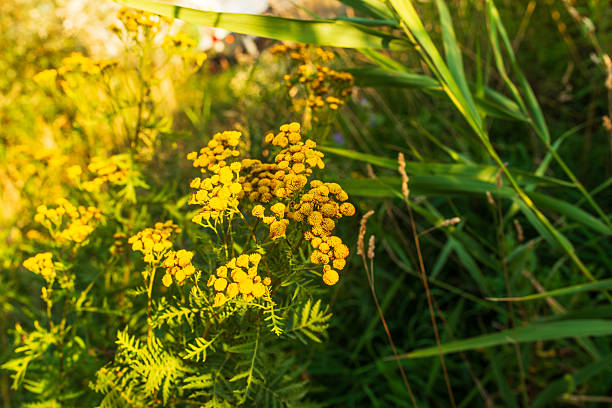 Close-up of bright yellow wildflowers blooming in a lush meadow at golden hour. The vibrant colors capture the richness of biodiversity and the natural beauty of rural summer landscapes.