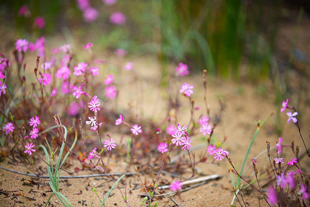 Flowers Silene colorata is a species of plant in the family Caryophyllaceae