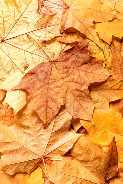 istock Autumn yellow maple leaves as background 2236252133