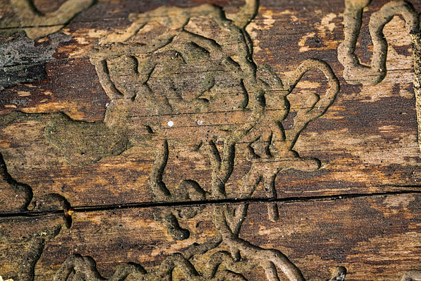 Detailed view showcasing the mesmerising natural designs created by wood boring insects on tree bark, emphasising the beauty of organic artistry in nature.