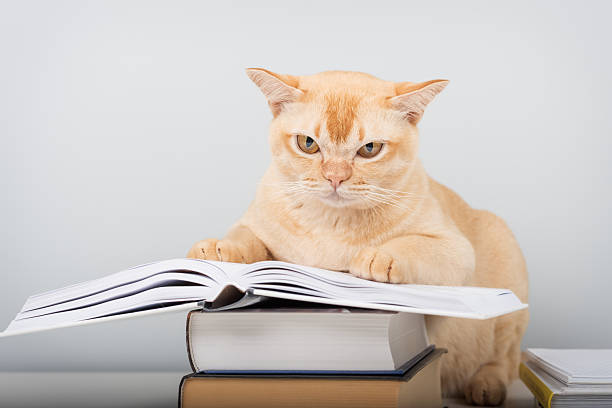 Burmese cat sitting on table with open book lying on stack of other books. Smart pet with books against blue wall with copy space