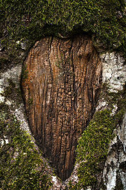 Close-up of a heart-shaped natural pattern in tree bark, surrounded by lush green moss. Captures the intricate details of nature, evoking a sense of love, resilience, and organic artistry.