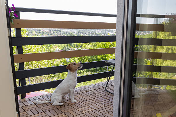 istock Dog sitting on balcony with city view in daylight 2236253563
