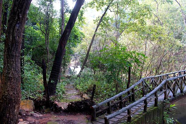 istock wooden footbridge in dense green forest trail 2236254601