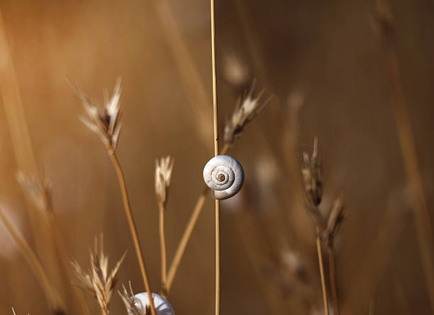 A snail that divides the frame into two seasons, summer and autumn