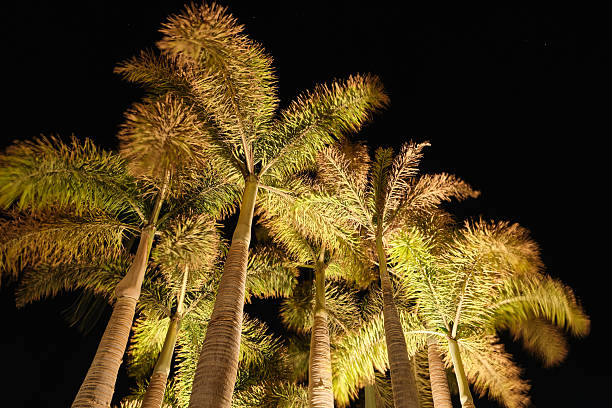 istock Palm tree in the night wit stairs on a black night. 2236256348